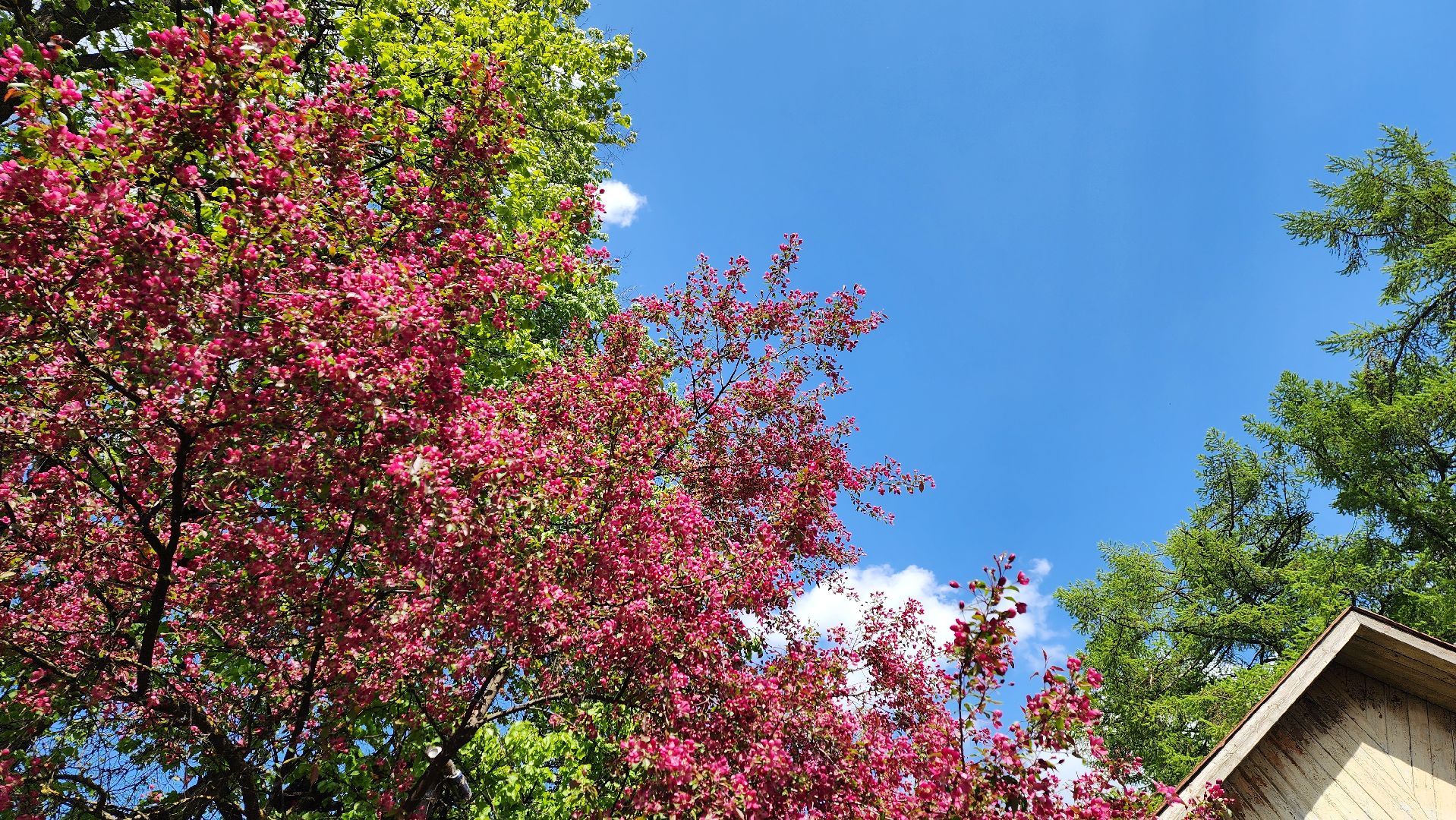 солнечногорск, яблони, туризм, фотосессия,