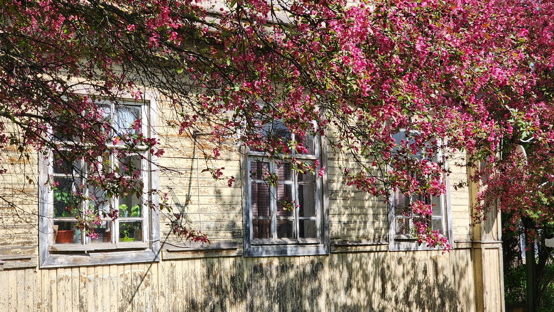 солнечногорск, яблони, туризм, фотосессия,