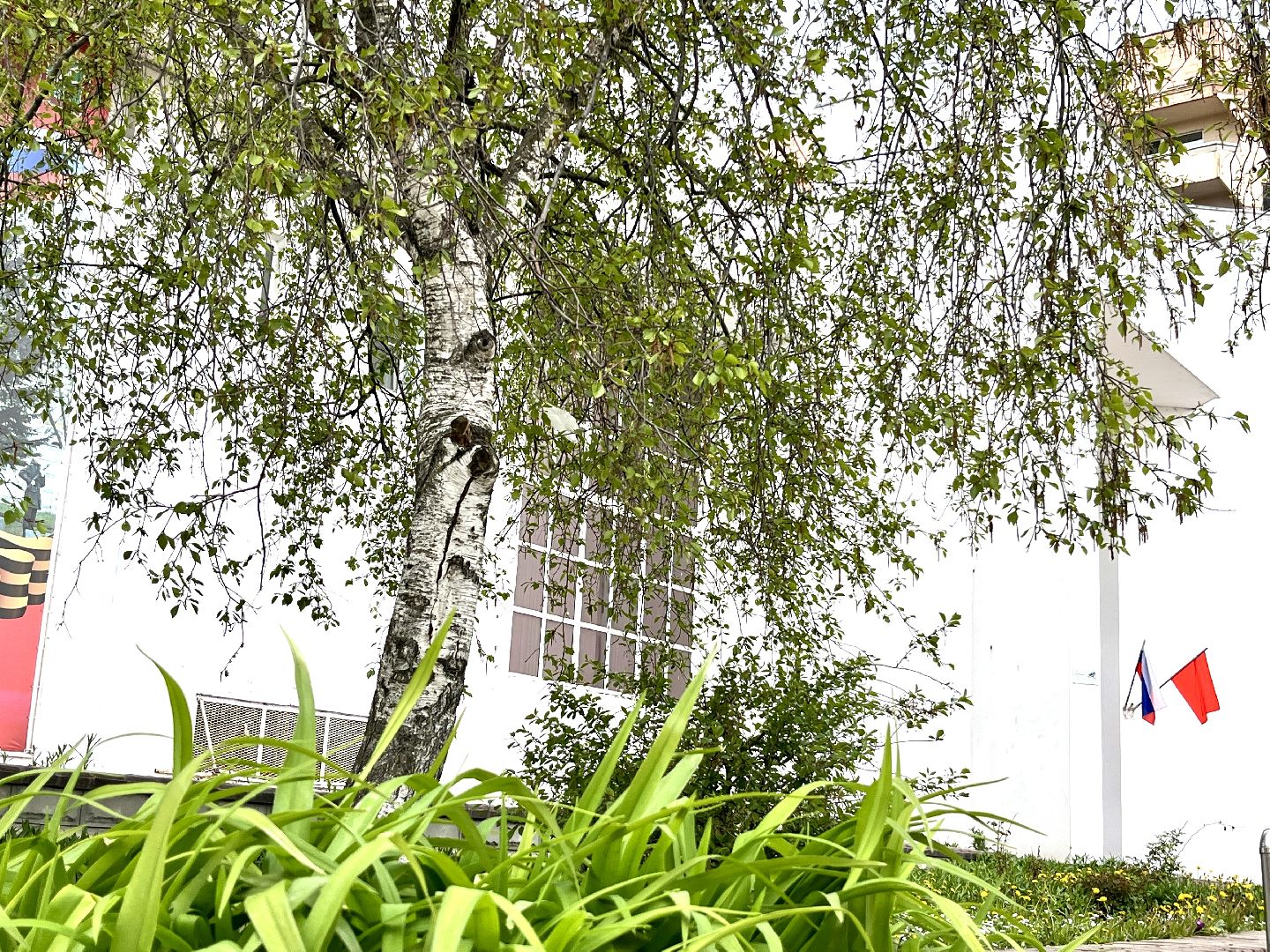 наро-фоминская областная больница, аллергия, врач аллерголог-иммунолог, береза,