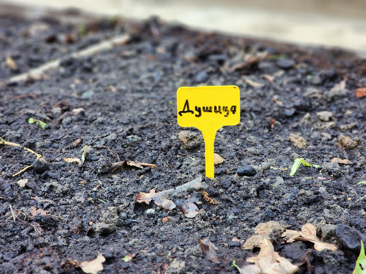 фрязино, лесопарк, открытие летнего сезона, аптекарский огород,