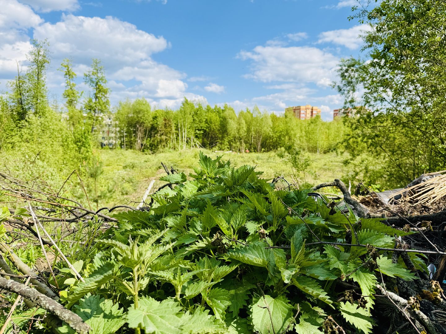 раменское, раменский парк, благоустройство, реконструкция,