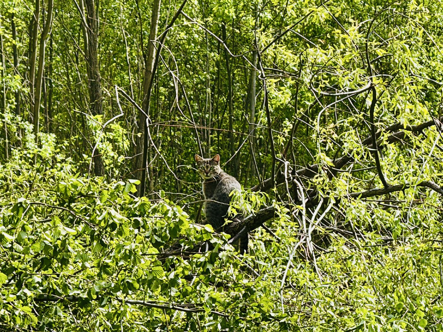 раменское, раменский парк, благоустройство, реконструкция,