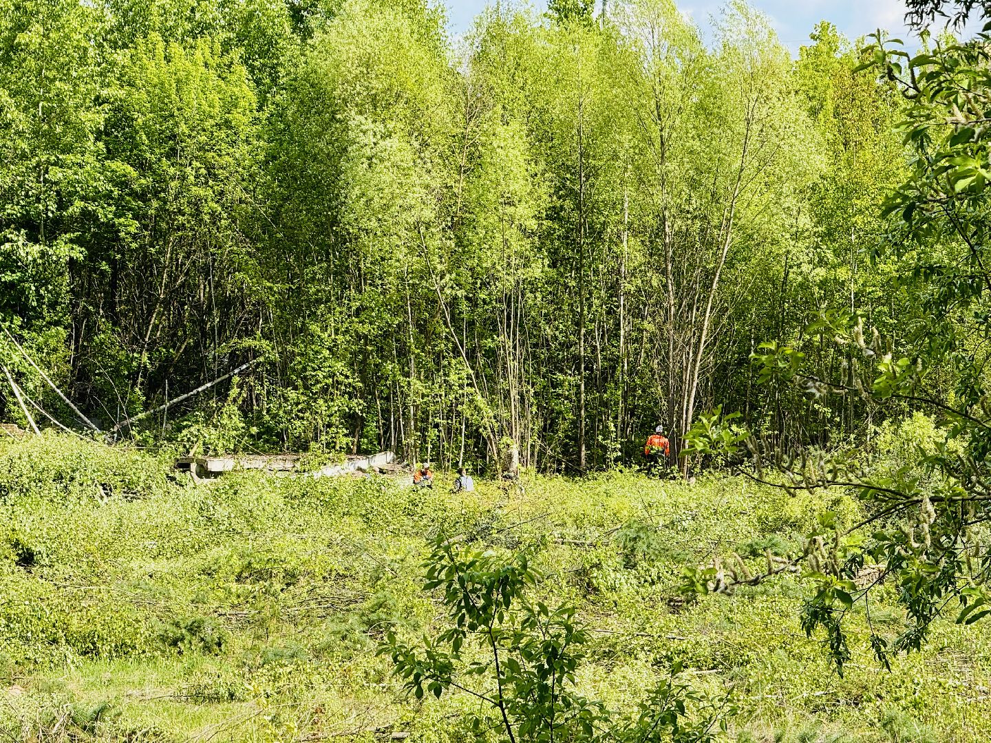 раменское, раменский парк, благоустройство, реконструкция,