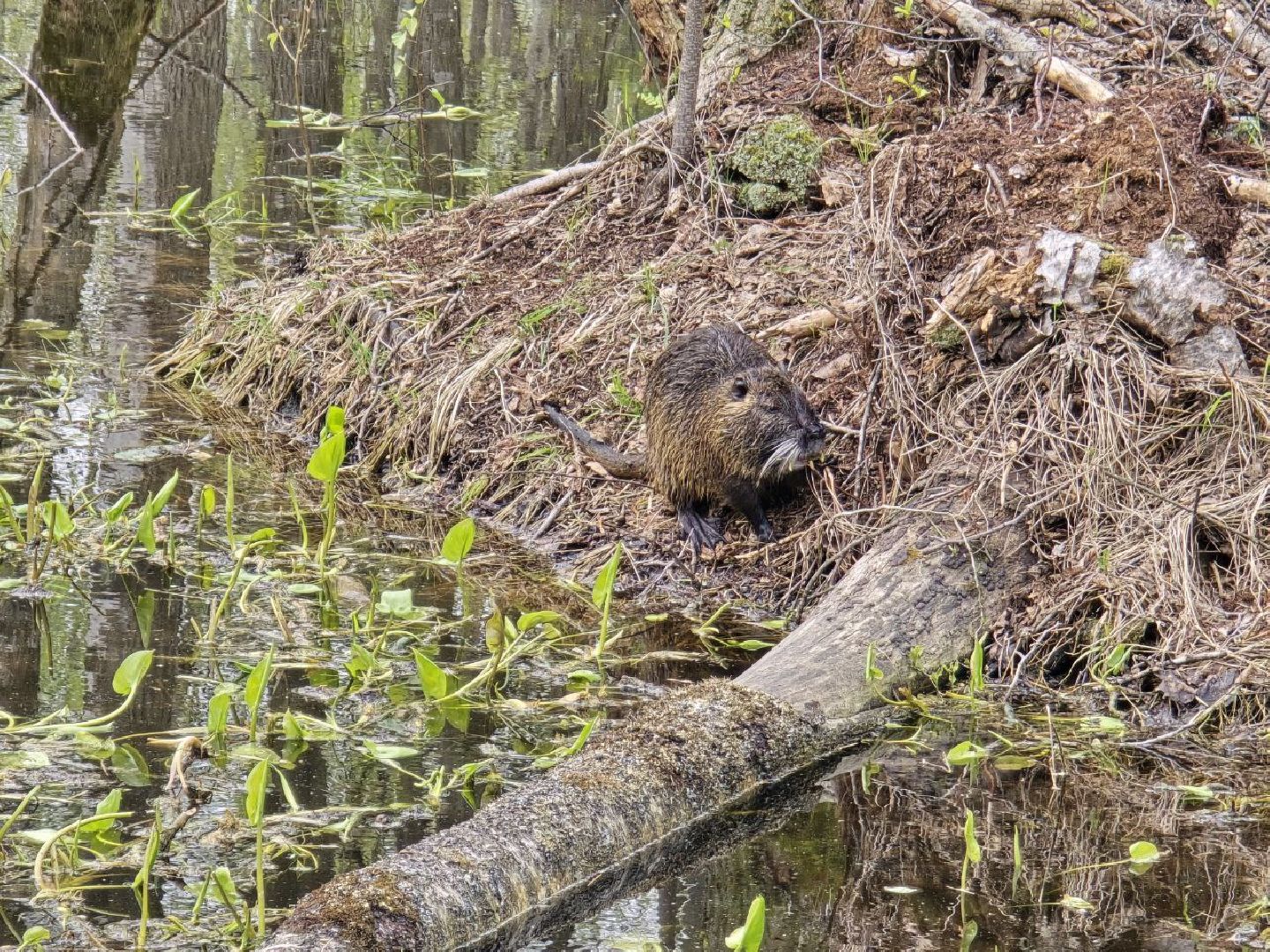 можайск,  можайский муниципальный округ, подмосковье, сафари-парк, сафари-парк в можайске, парк водно-болотных птиц, туризм, туристы, туризм подмосковья,