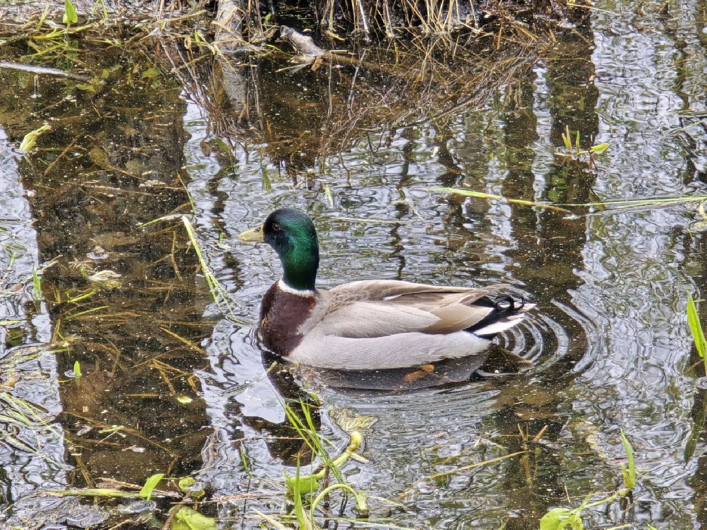 можайск,  можайский муниципальный округ, подмосковье, сафари-парк, сафари-парк в можайске, парк водно-болотных птиц, туризм, туристы, туризм подмосковья,