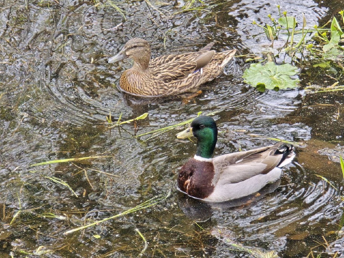 можайск,  можайский муниципальный округ, подмосковье, сафари-парк, сафари-парк в можайске, парк водно-болотных птиц, туризм, туристы, туризм подмосковья,