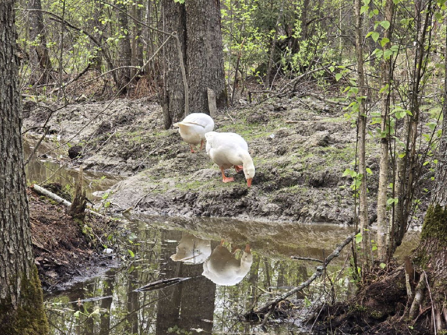 можайск,  можайский муниципальный округ, подмосковье, сафари-парк, сафари-парк в можайске, парк водно-болотных птиц, туризм, туристы, туризм подмосковья,