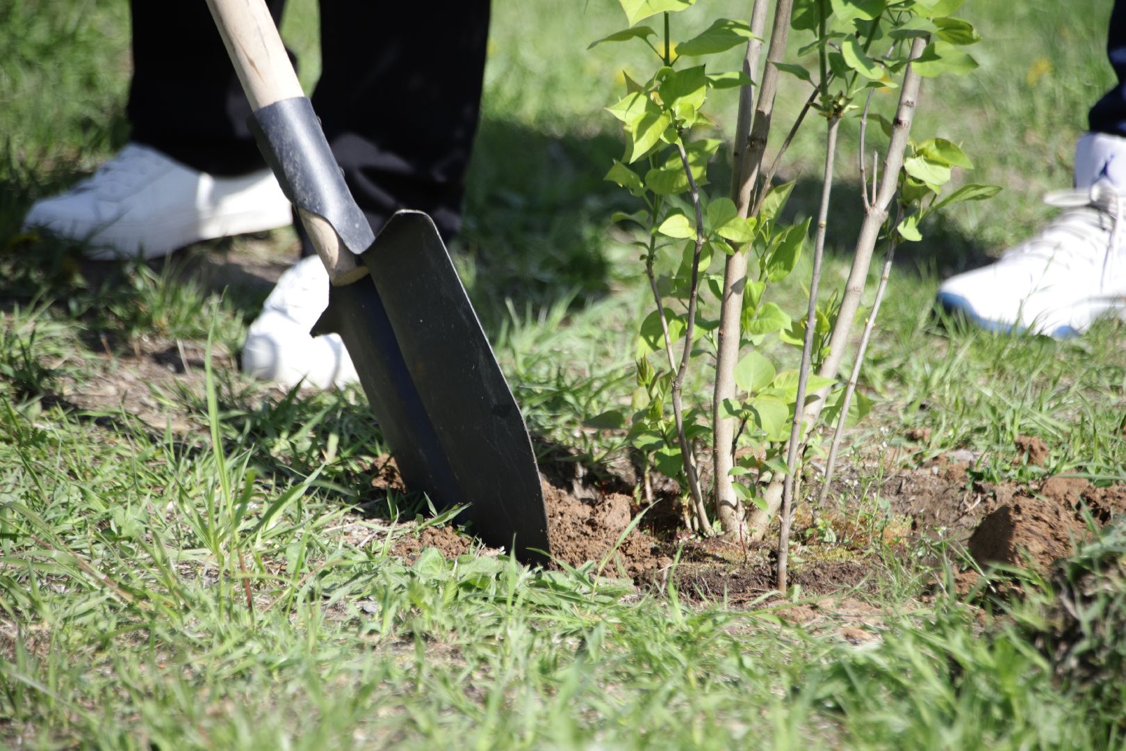 воскресенск, благоустройство, деревья,