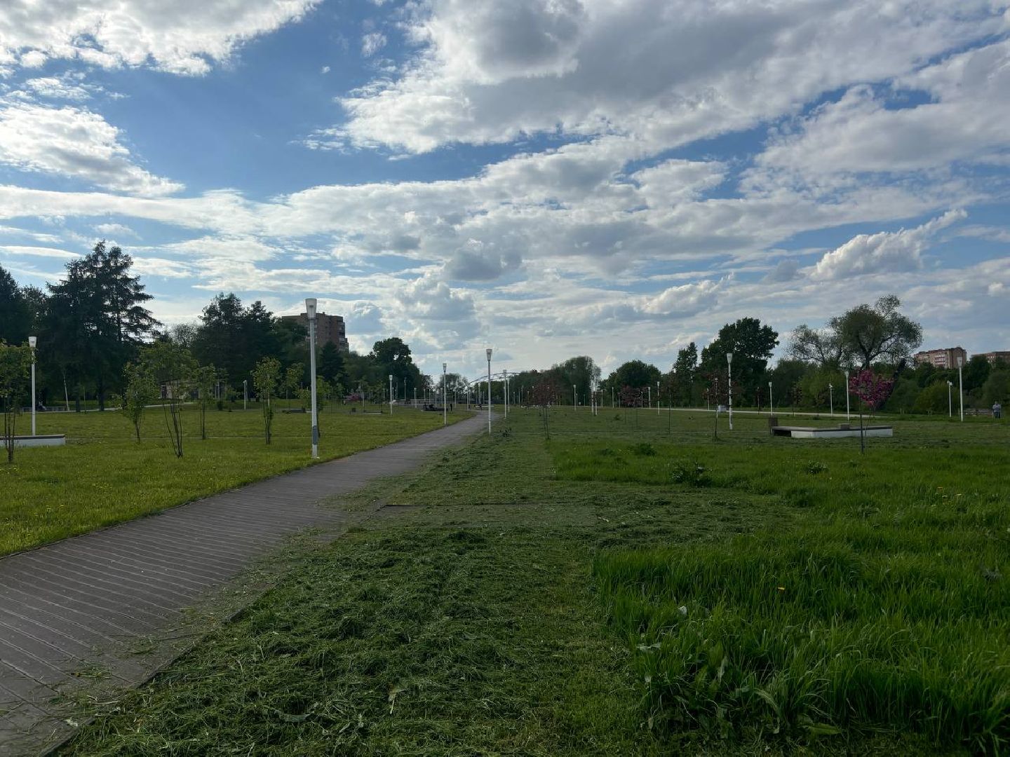 воскресенск, благоустройство, деревья,