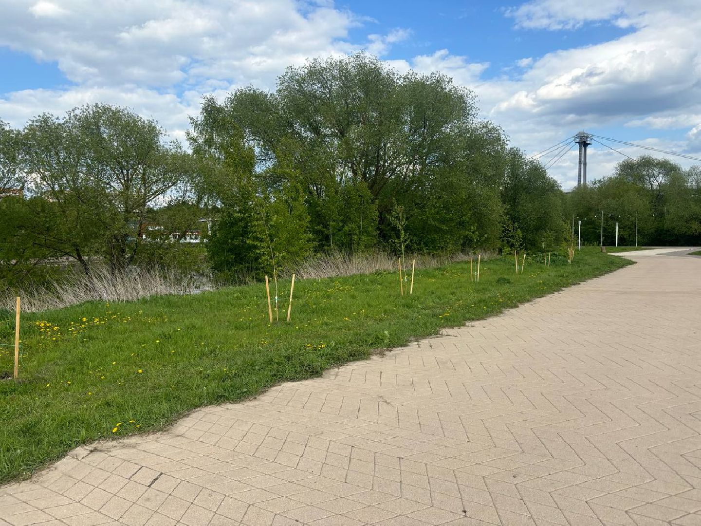 воскресенск, благоустройство, деревья,