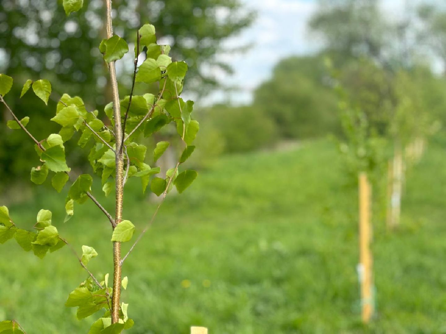 воскресенск, благоустройство, деревья,
