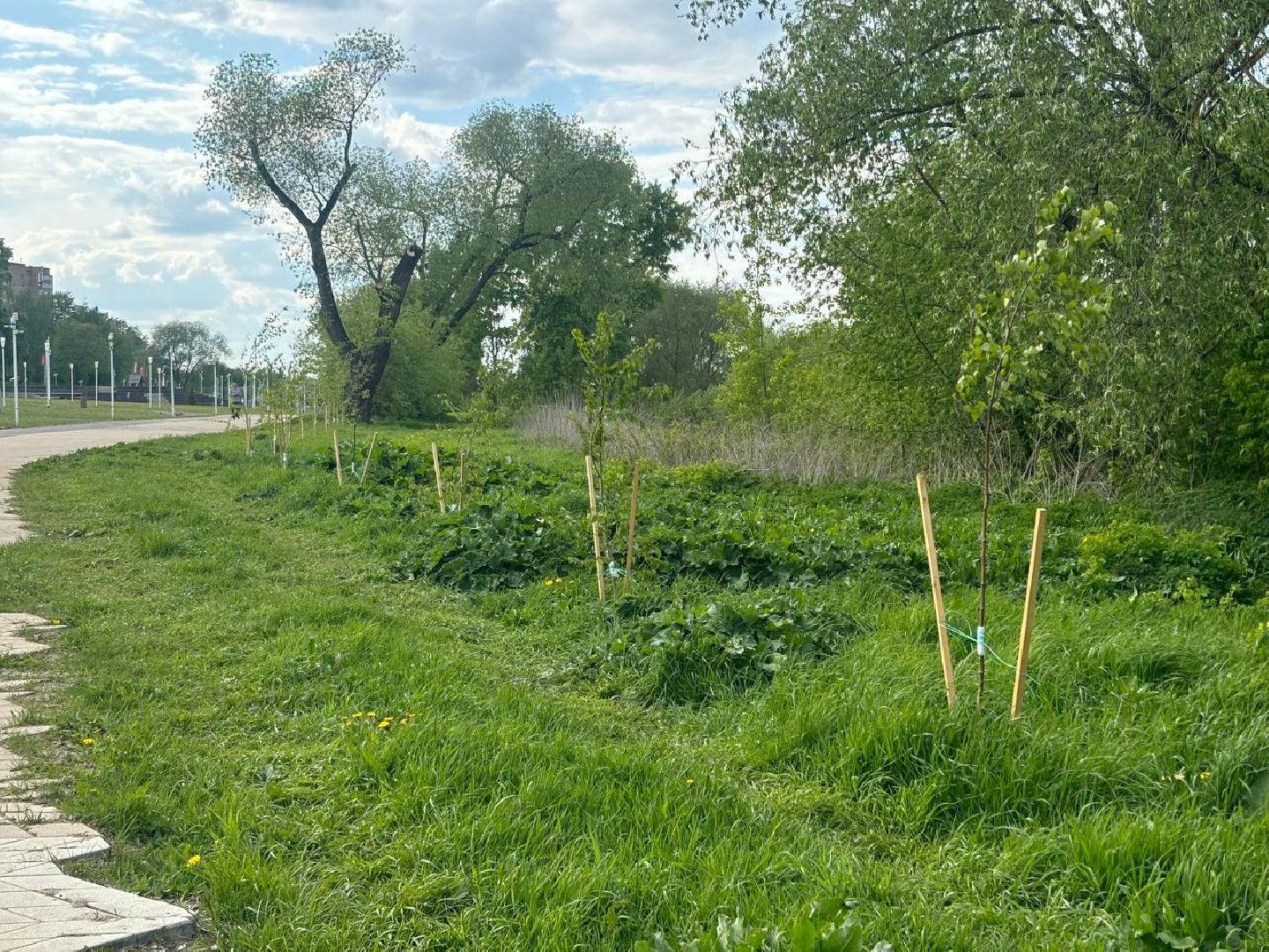 воскресенск, благоустройство, деревья,