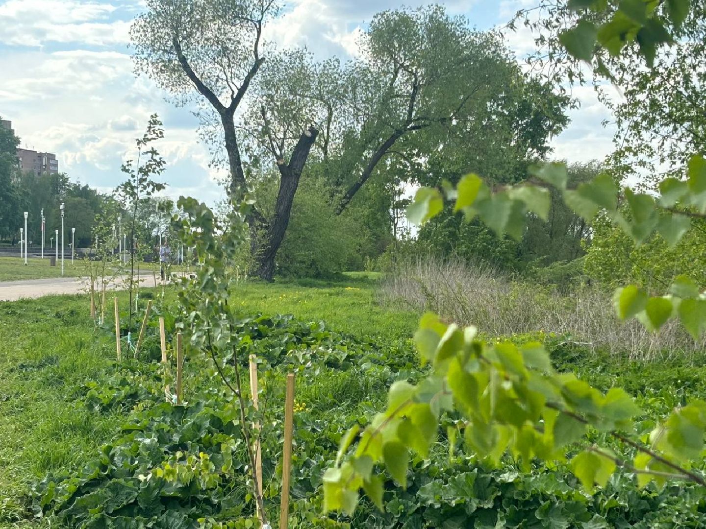 воскресенск, благоустройство, деревья,