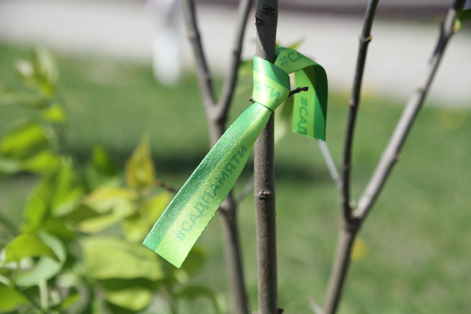 воскресенск, благоустройство, деревья,