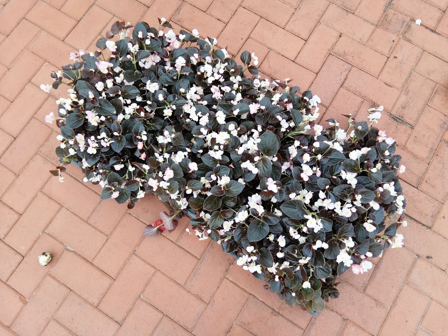 Балашиха, благоустройство, цветы, клумбы, уличные вазоны, кашпо, альпийская горка, День Победы