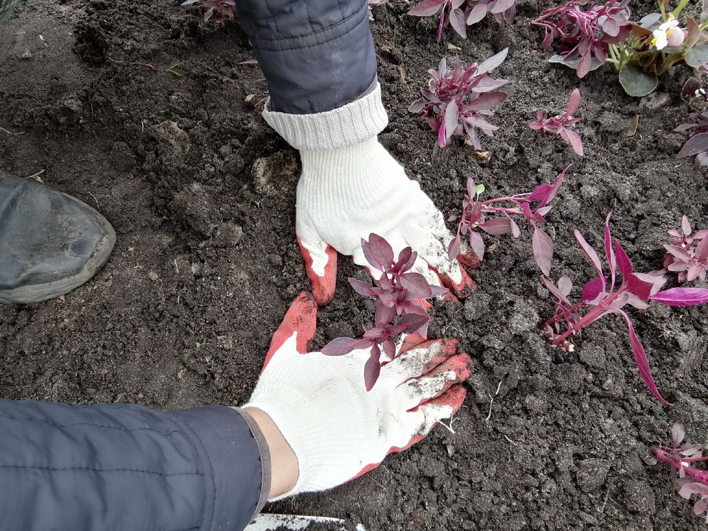 Балашиха, благоустройство, цветы, клумбы, уличные вазоны, кашпо, альпийская горка, День Победы