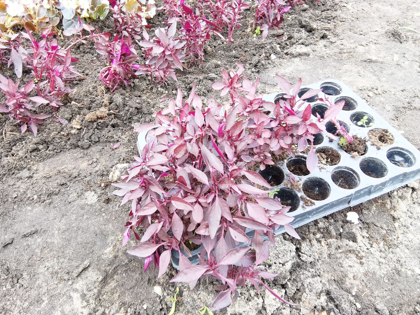 Балашиха, благоустройство, цветы, клумбы, уличные вазоны, кашпо, альпийская горка, День Победы