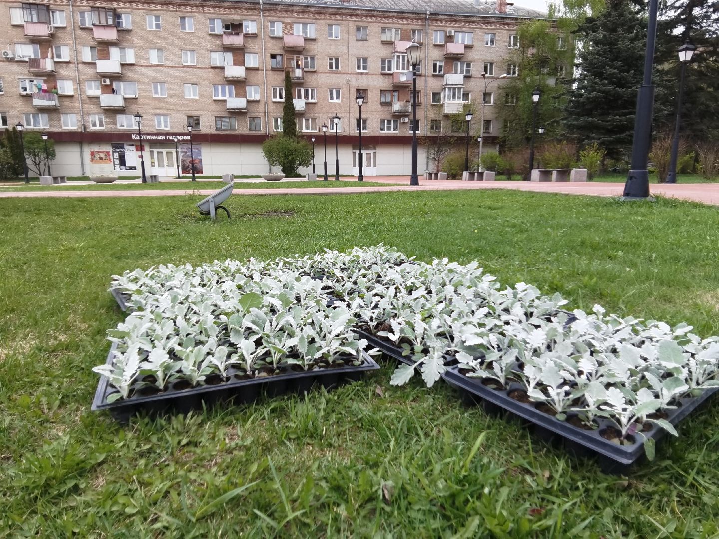 Балашиха, благоустройство, цветы, клумбы, уличные вазоны, кашпо, альпийская горка, День Победы