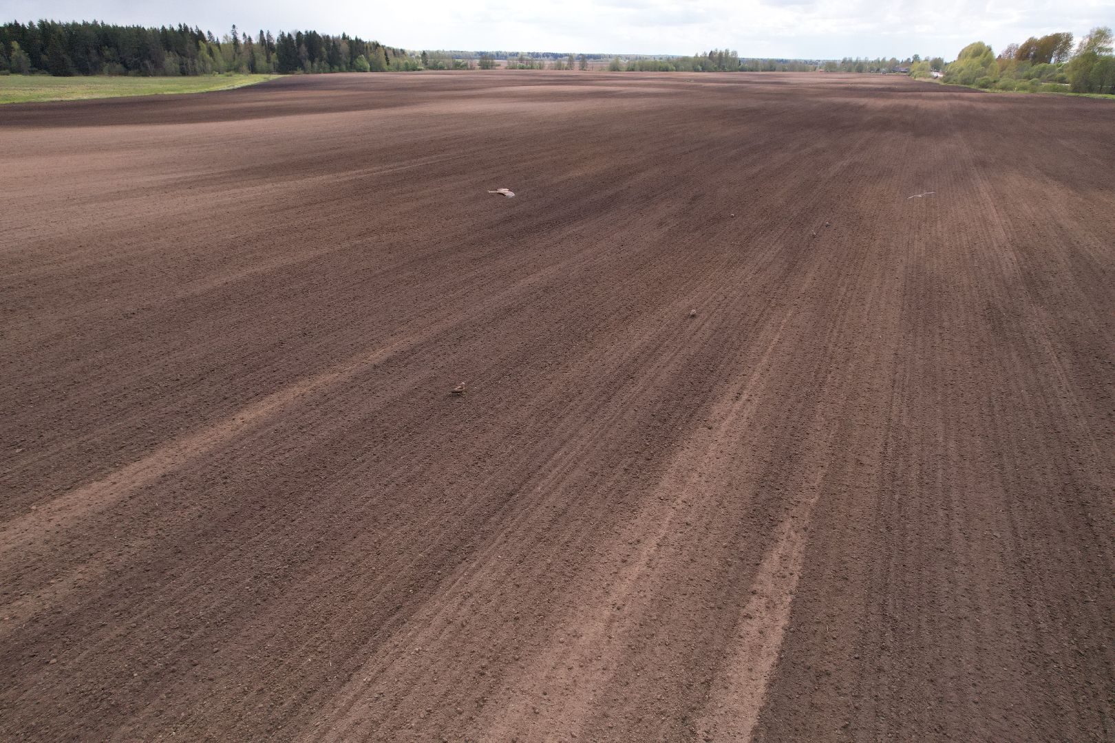 видео с коптера, посевная в шаховской, посев кукурузы,