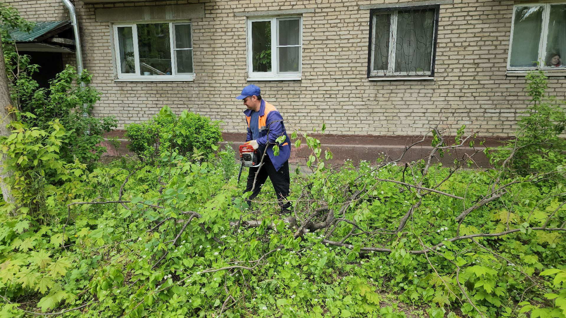 пушкино, спиливание веток, спил деревьев, сухостойные деревья, коммунальная служба,удаление деревьев,