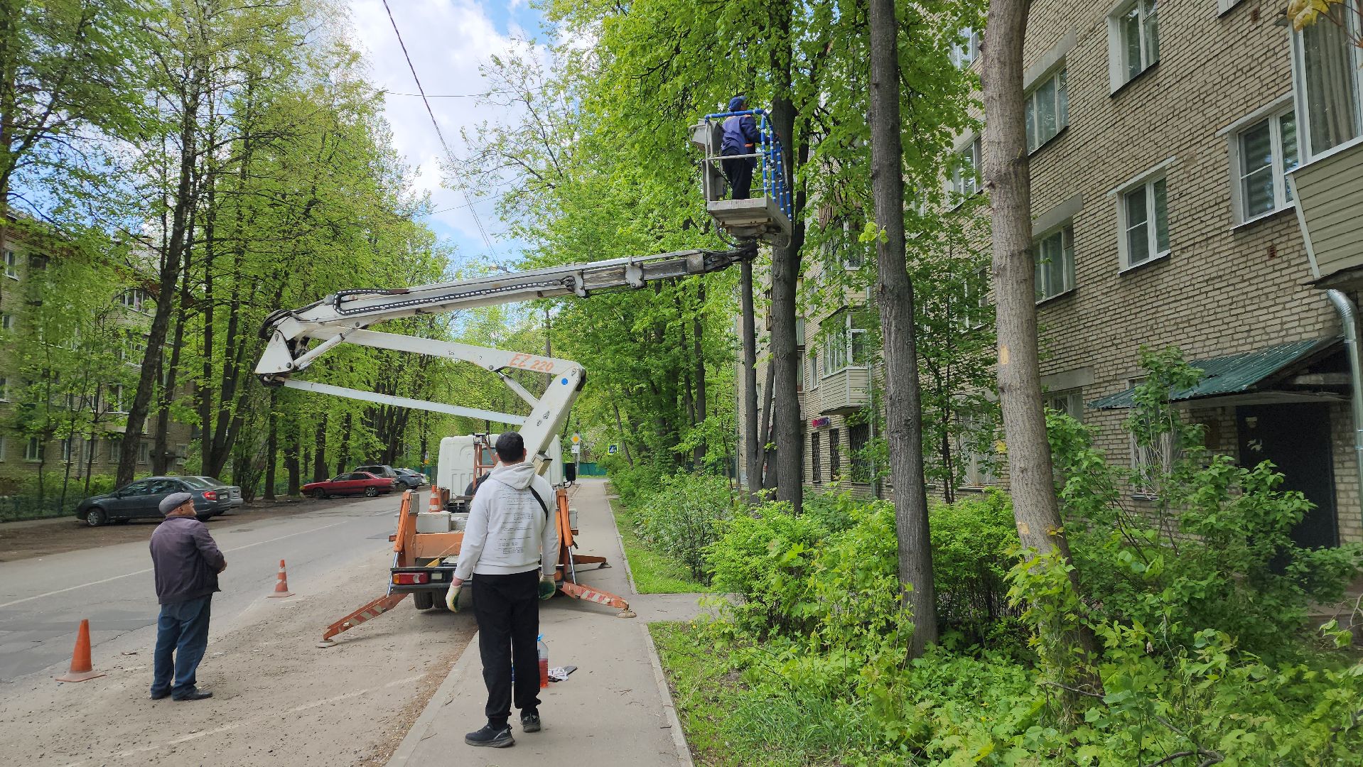 пушкино, спиливание веток, спил деревьев, сухостойные деревья, коммунальная служба,удаление деревьев,