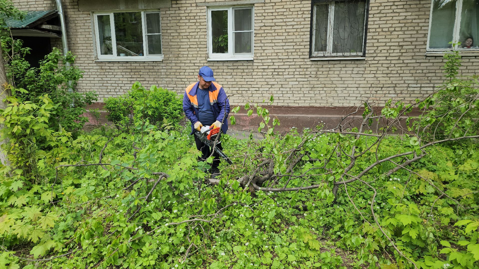 пушкино, спиливание веток, спил деревьев, сухостойные деревья, коммунальная служба,удаление деревьев,