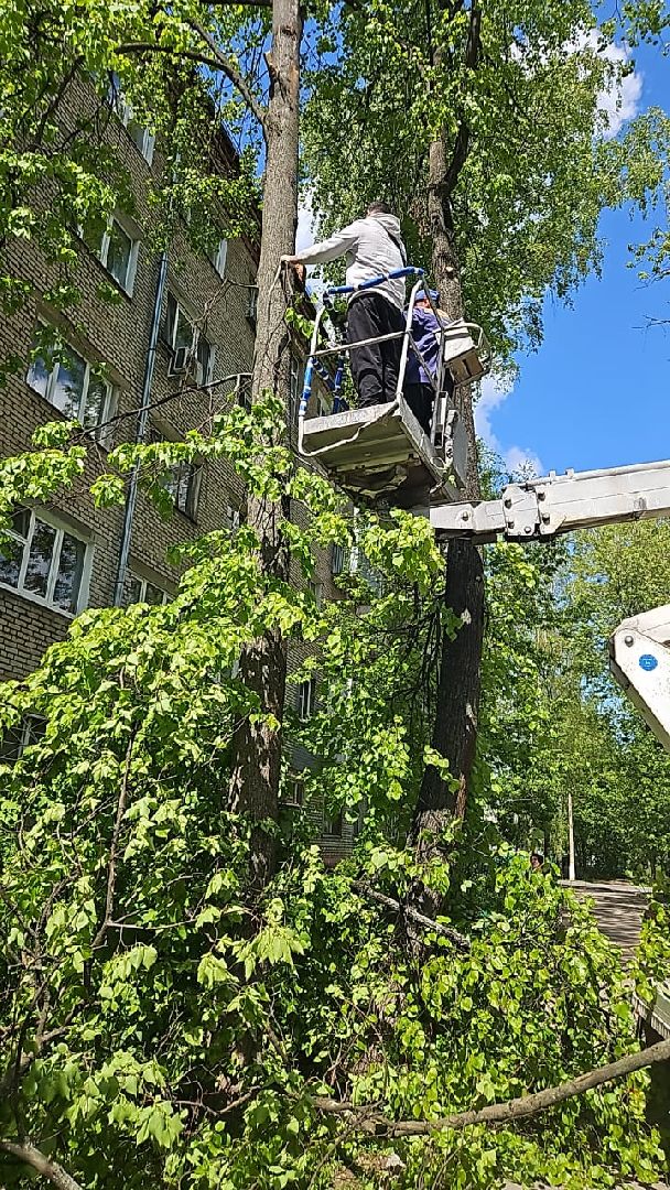 пушкино, спиливание веток, спил деревьев, сухостойные деревья, коммунальная служба,удаление деревьев,