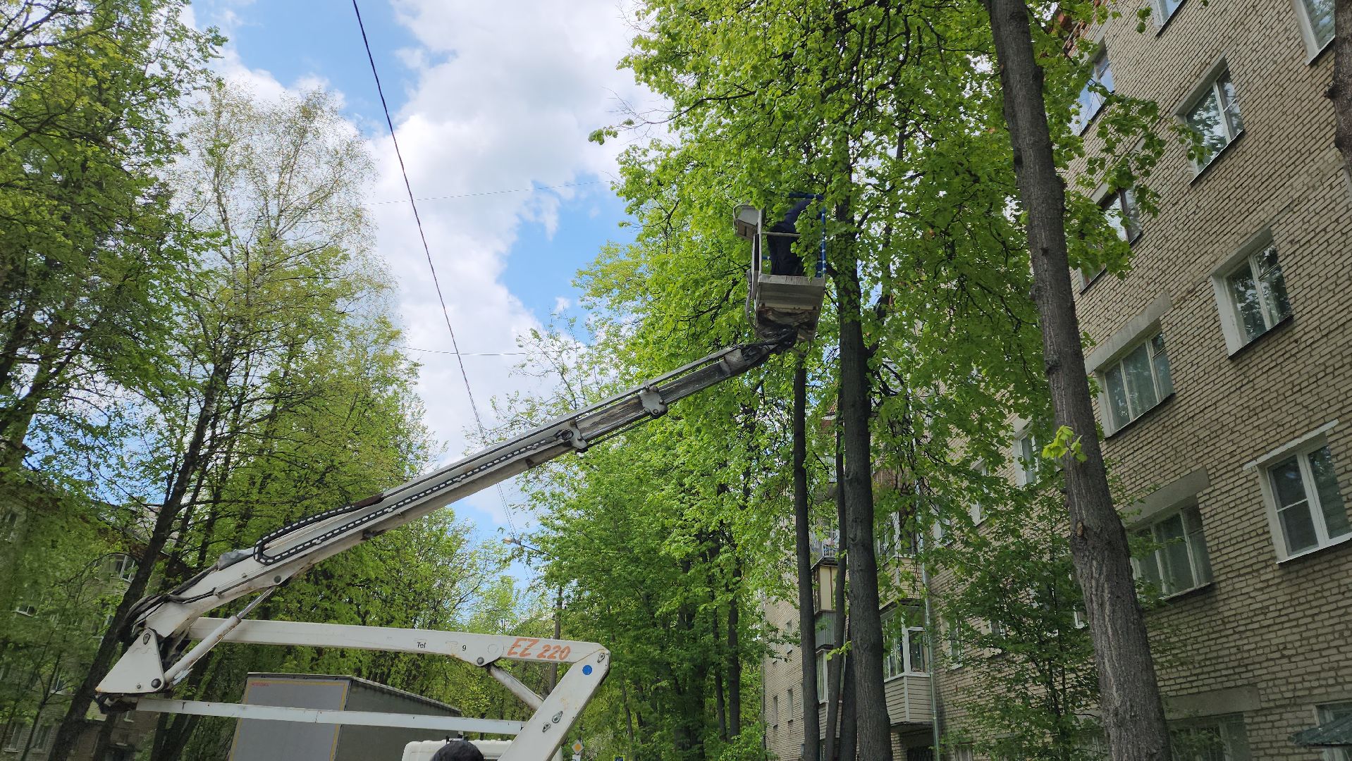 пушкино, спиливание веток, спил деревьев, сухостойные деревья, коммунальная служба,удаление деревьев,