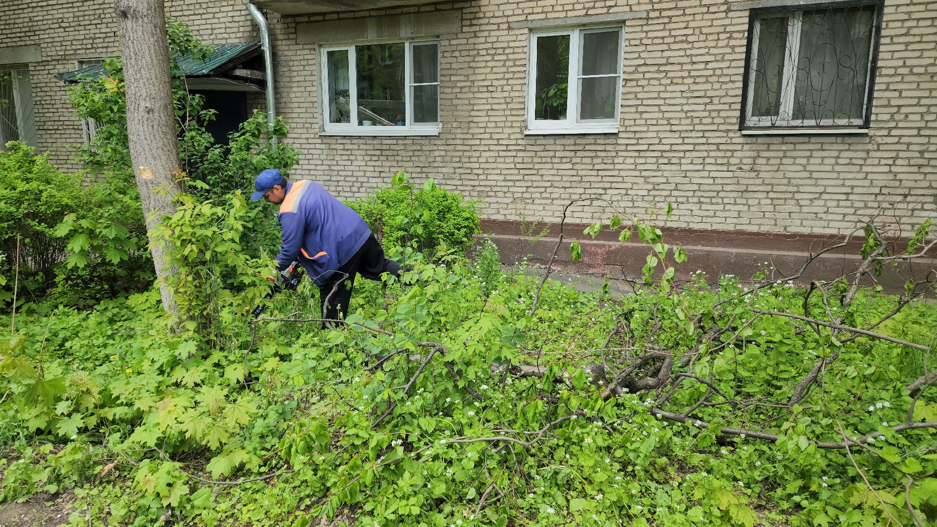 пушкино, спиливание веток, спил деревьев, сухостойные деревья, коммунальная служба,удаление деревьев,