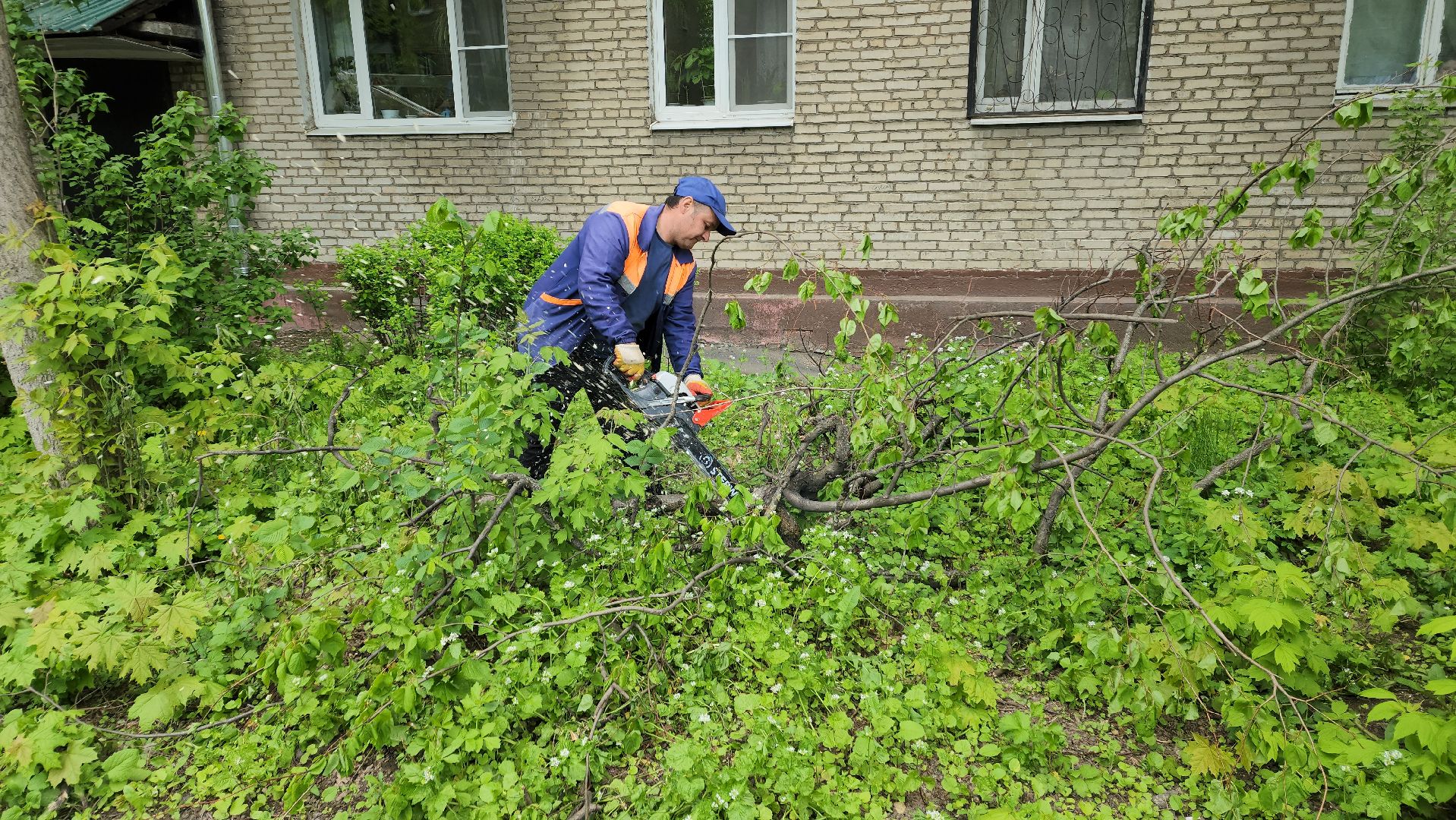 пушкино, спиливание веток, спил деревьев, сухостойные деревья, коммунальная служба,удаление деревьев,