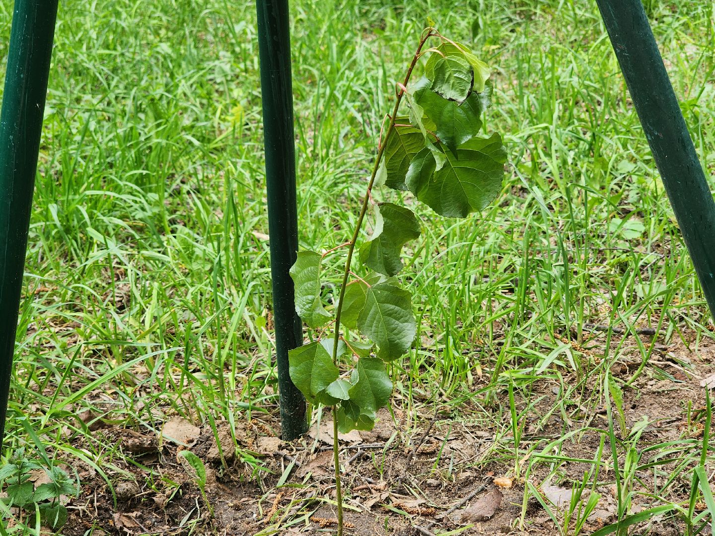 тополь победы, 80 - летие победы, вниилм, пушкино,