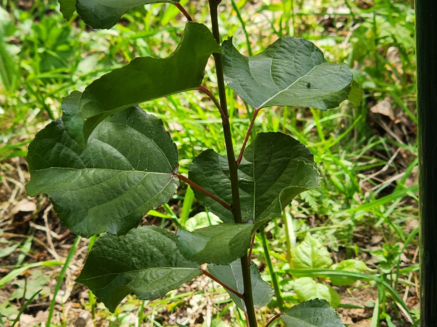 тополь победы, 80 - летие победы, вниилм, пушкино,
