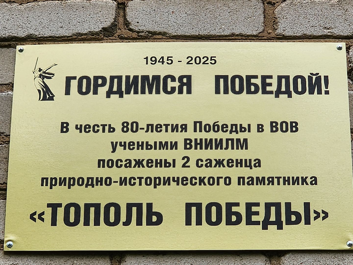тополь победы, 80 - летие победы, вниилм, пушкино,