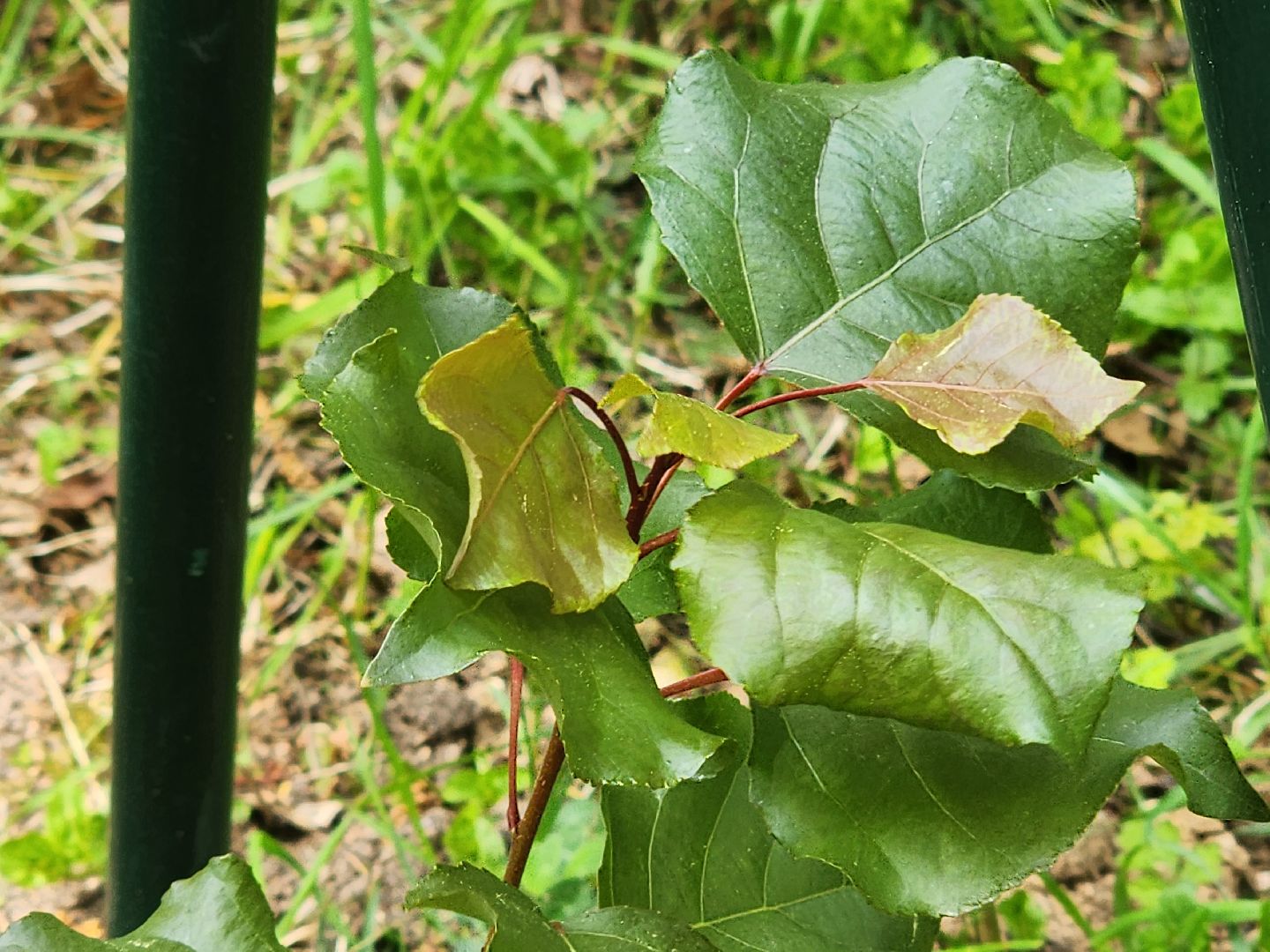 тополь победы, 80 - летие победы, вниилм, пушкино,