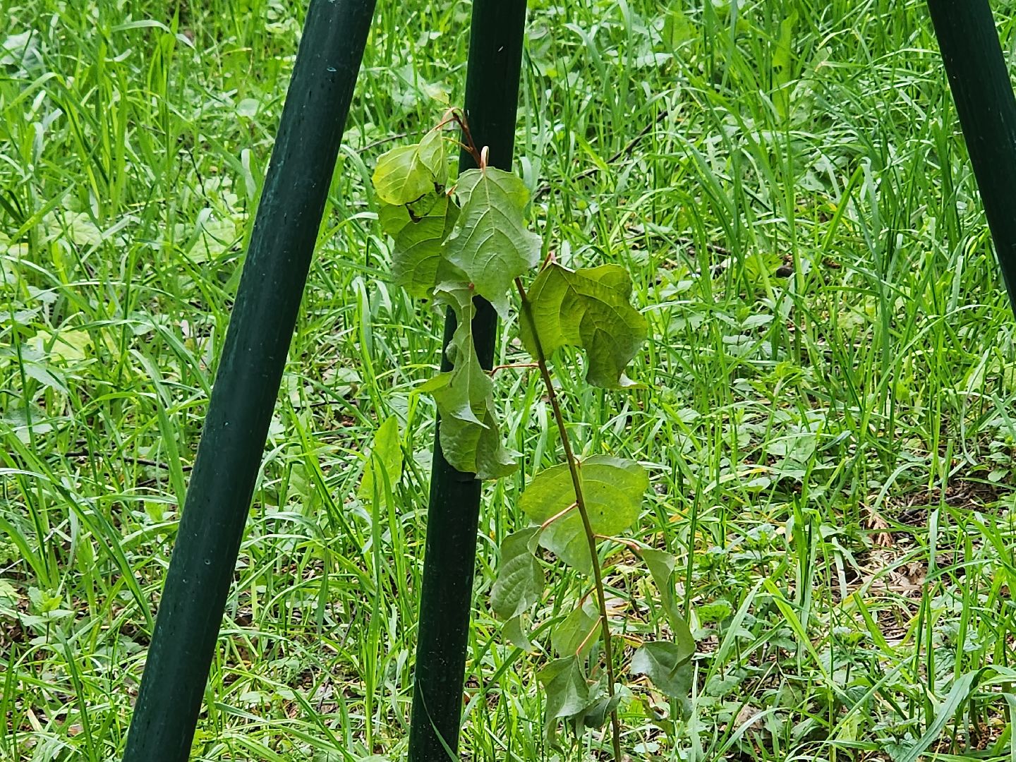 тополь победы, 80 - летие победы, вниилм, пушкино,