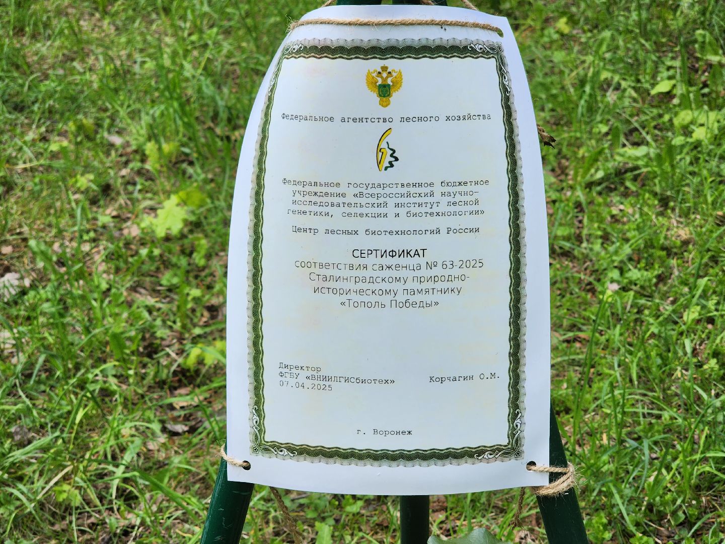 тополь победы, 80 - летие победы, вниилм, пушкино,