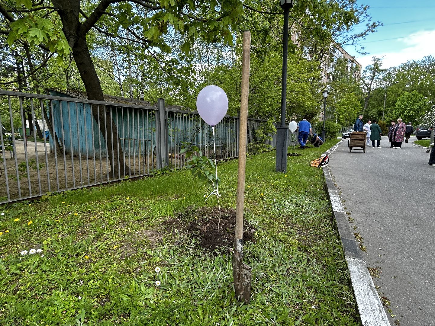 королёв, посадка сирени в королеве,  аллеи из сирени в королеве,