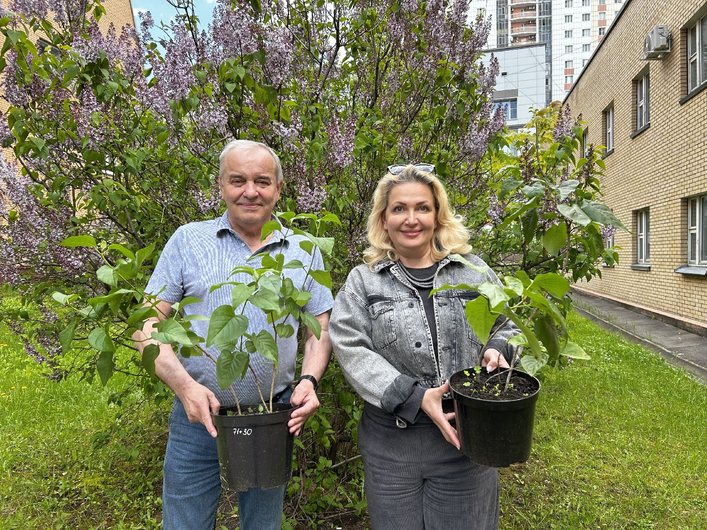королёв, посадка сирени в королеве,  аллеи из сирени в королеве,