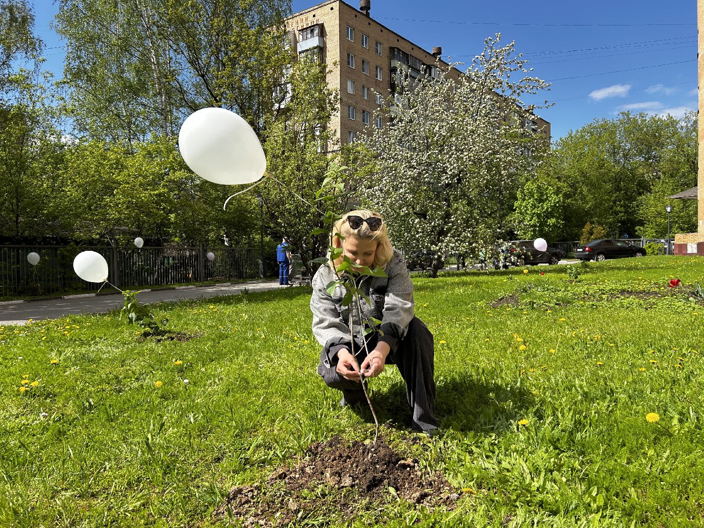 королёв, посадка сирени в королеве,  аллеи из сирени в королеве,