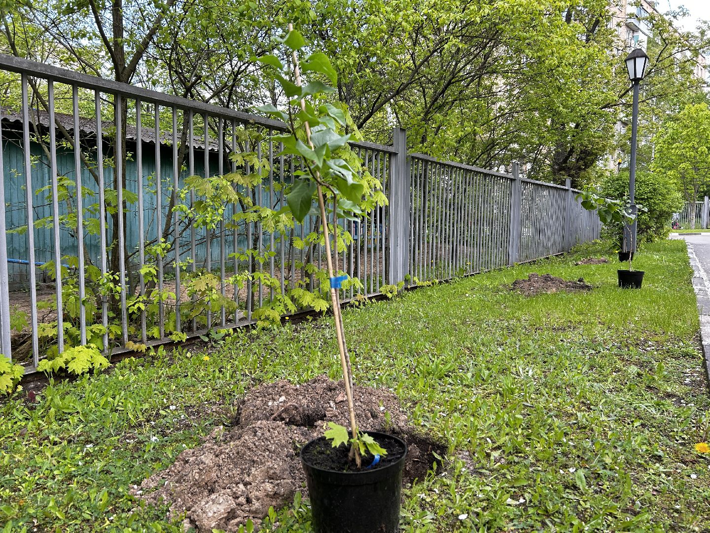 королёв, посадка сирени в королеве,  аллеи из сирени в королеве,