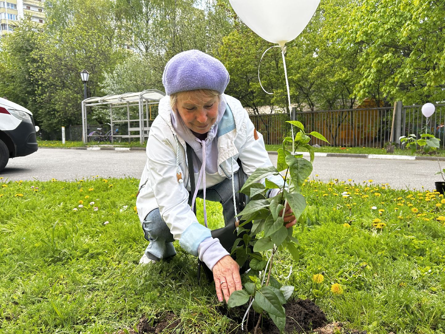 королёв, посадка сирени в королеве,  аллеи из сирени в королеве,