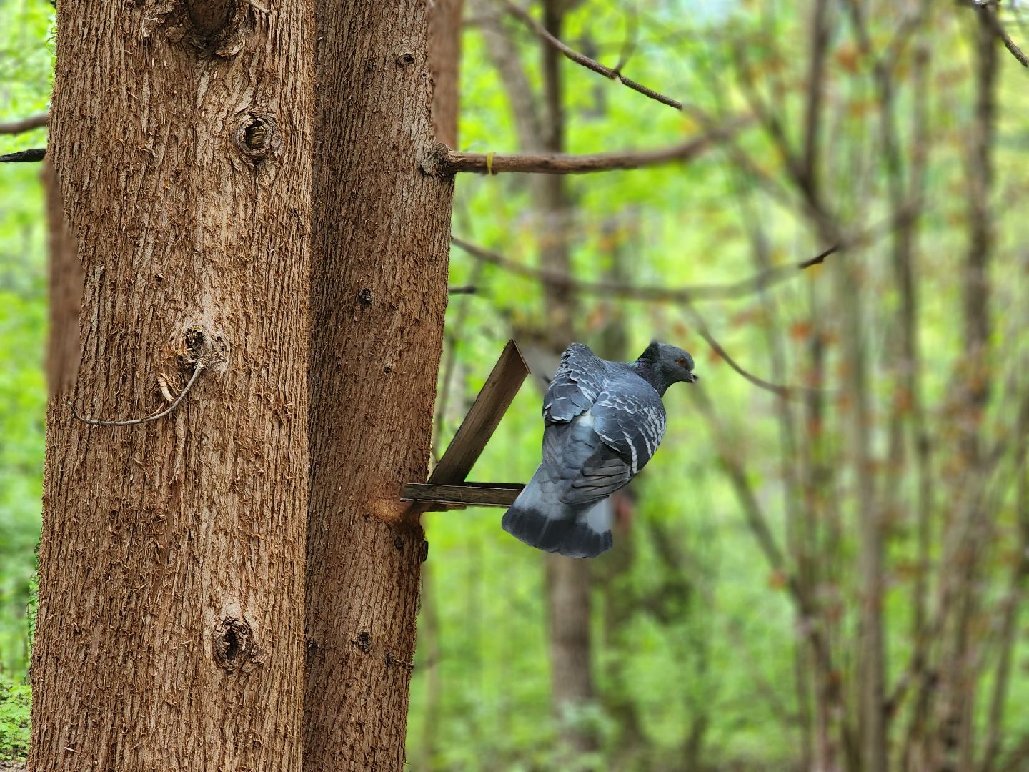 пушкино, кормушки для белок в пушкино, вниилм, дендропарк в пушкино,