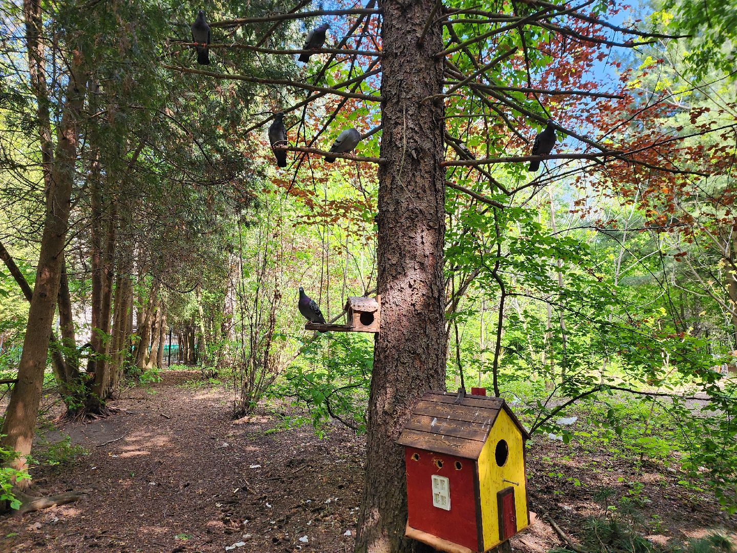 пушкино, кормушки для белок в пушкино, вниилм, дендропарк в пушкино,