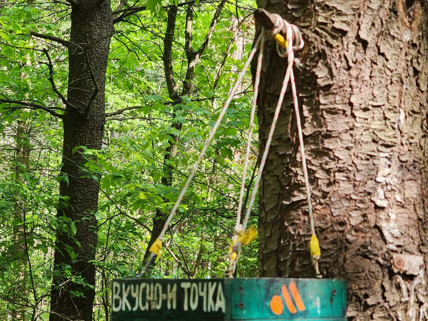 пушкино, кормушки для белок в пушкино, вниилм, дендропарк в пушкино,