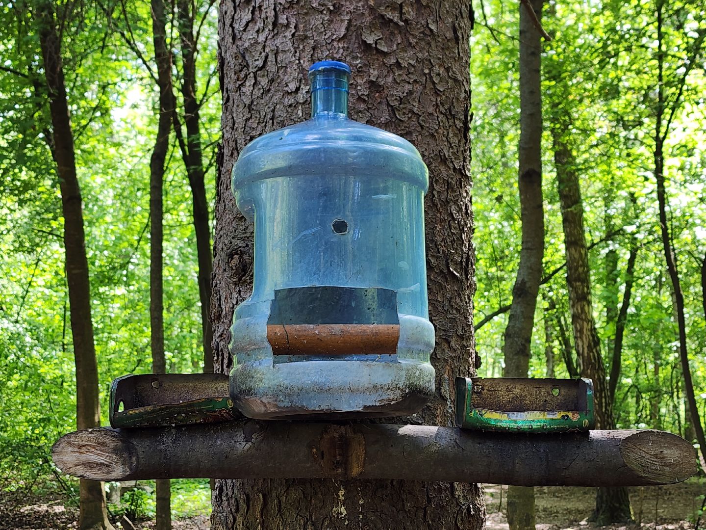 пушкино, кормушки для белок в пушкино, вниилм, дендропарк в пушкино,