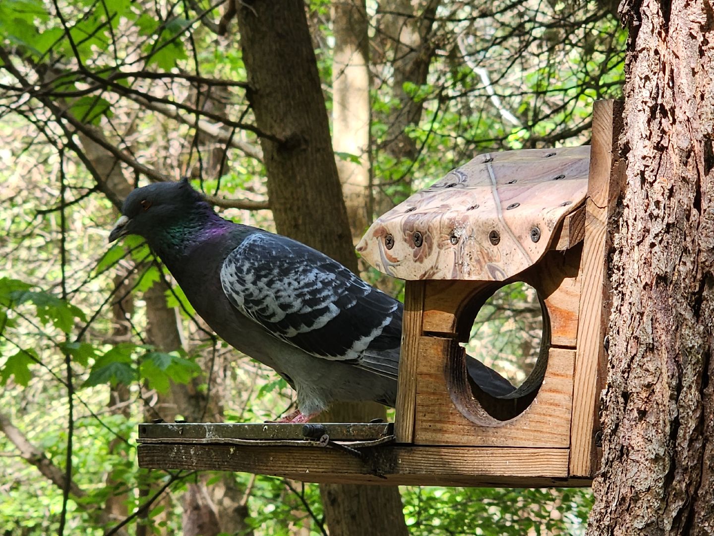 пушкино, кормушки для белок в пушкино, вниилм, дендропарк в пушкино,