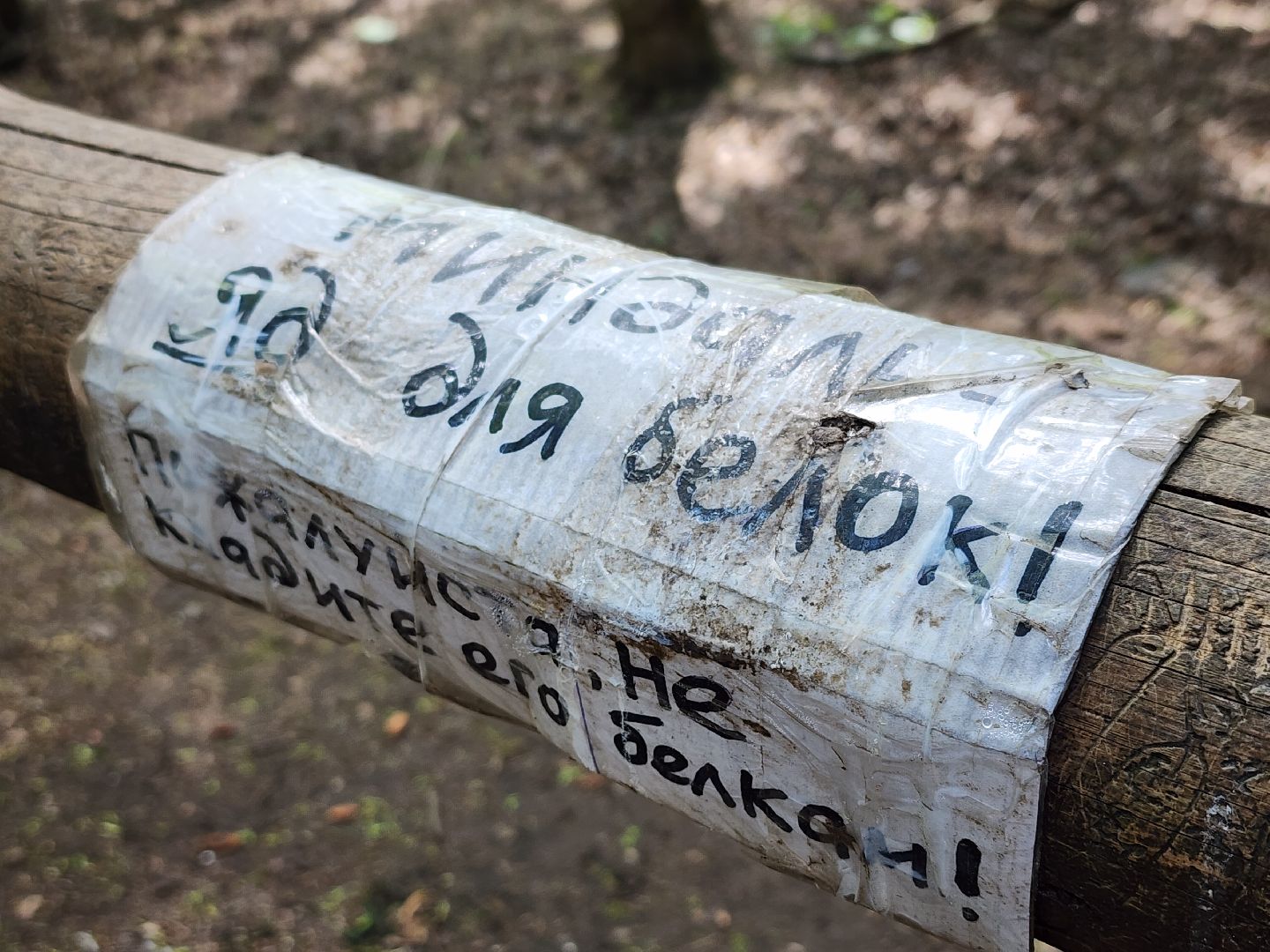 пушкино, кормушки для белок в пушкино, вниилм, дендропарк в пушкино,