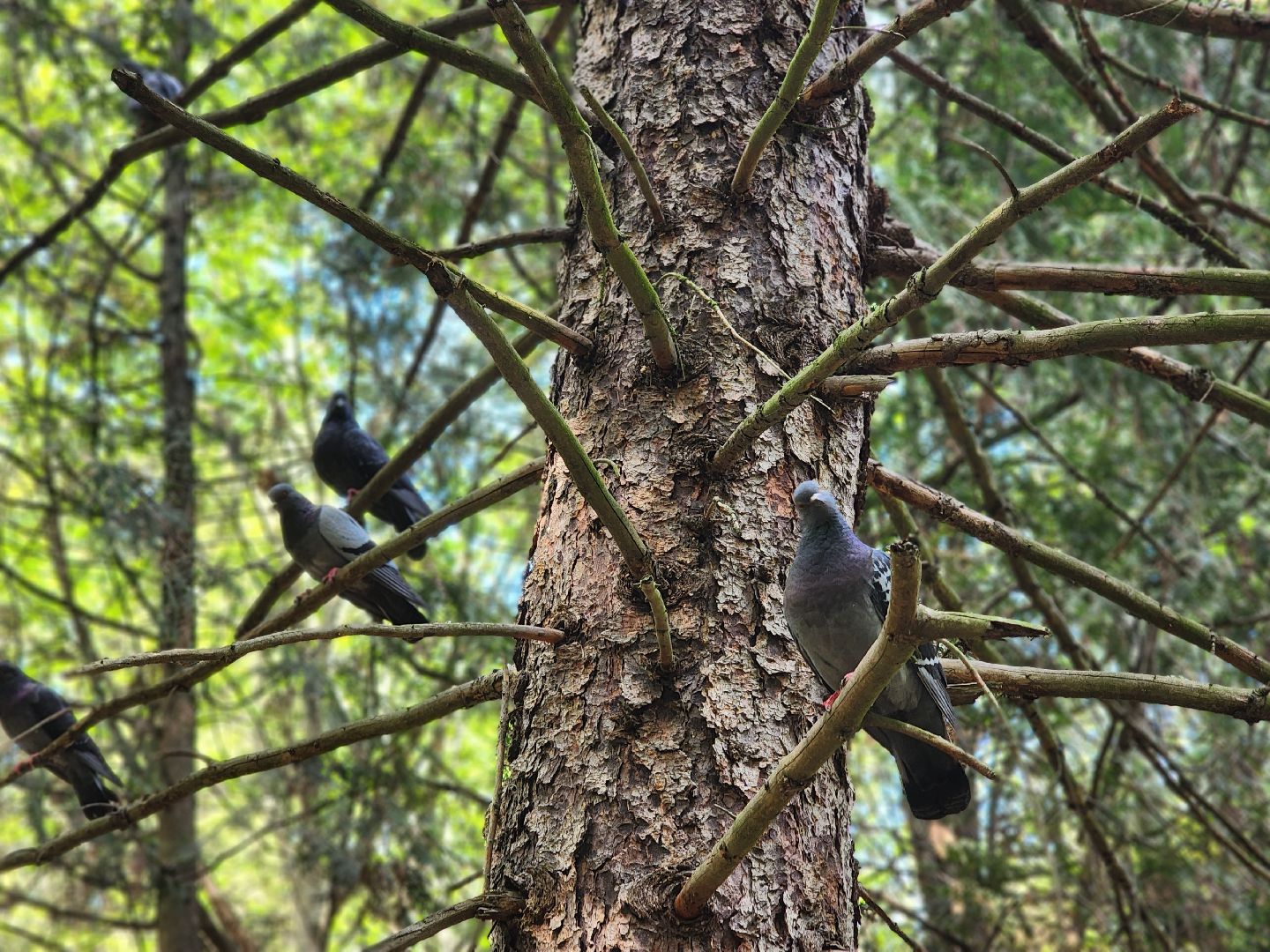 пушкино, кормушки для белок в пушкино, вниилм, дендропарк в пушкино,