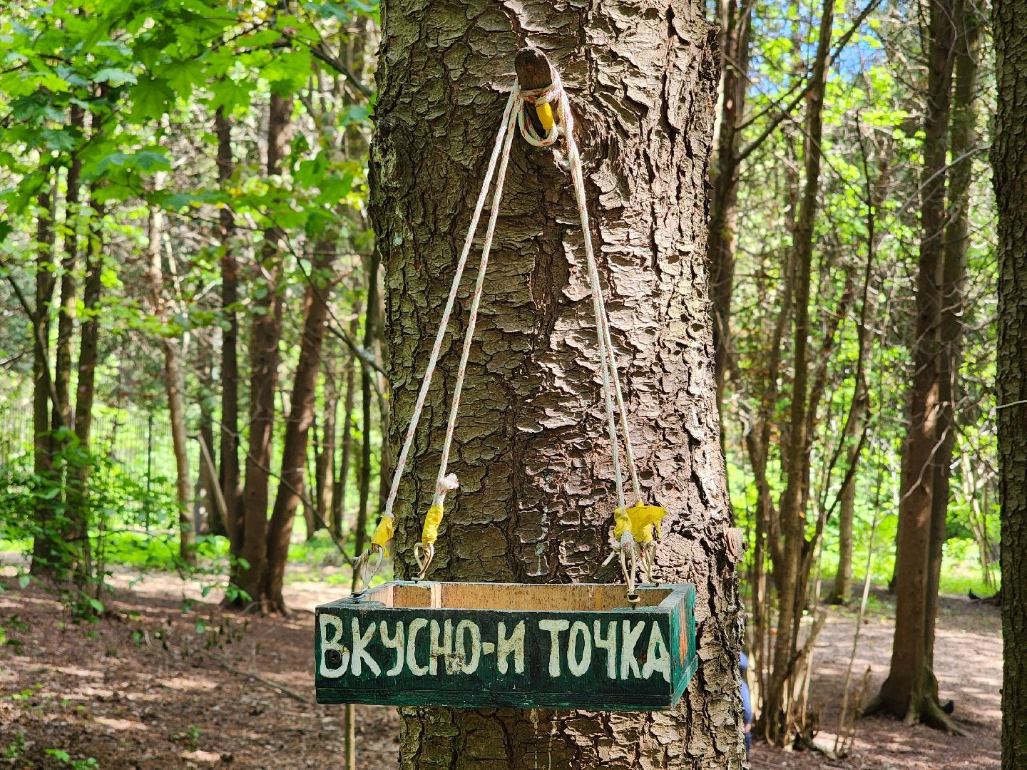 пушкино, кормушки для белок в пушкино, вниилм, дендропарк в пушкино,