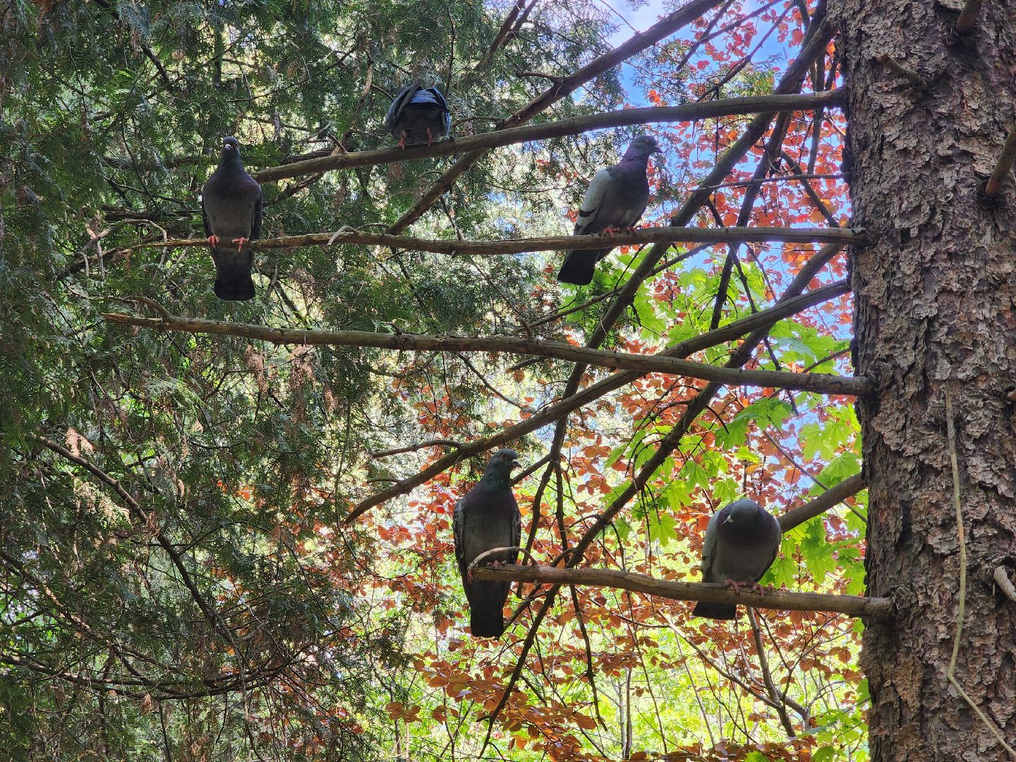 пушкино, кормушки для белок в пушкино, вниилм, дендропарк в пушкино,